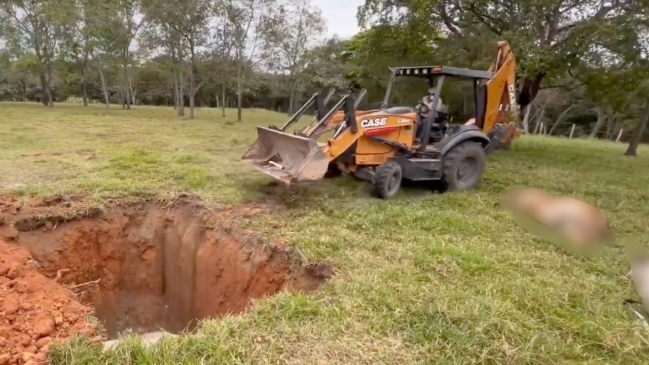 Miles de reses mueren en Huimanguillo, Tabasco tras consumir alimento contaminado; ganaderos en crisis