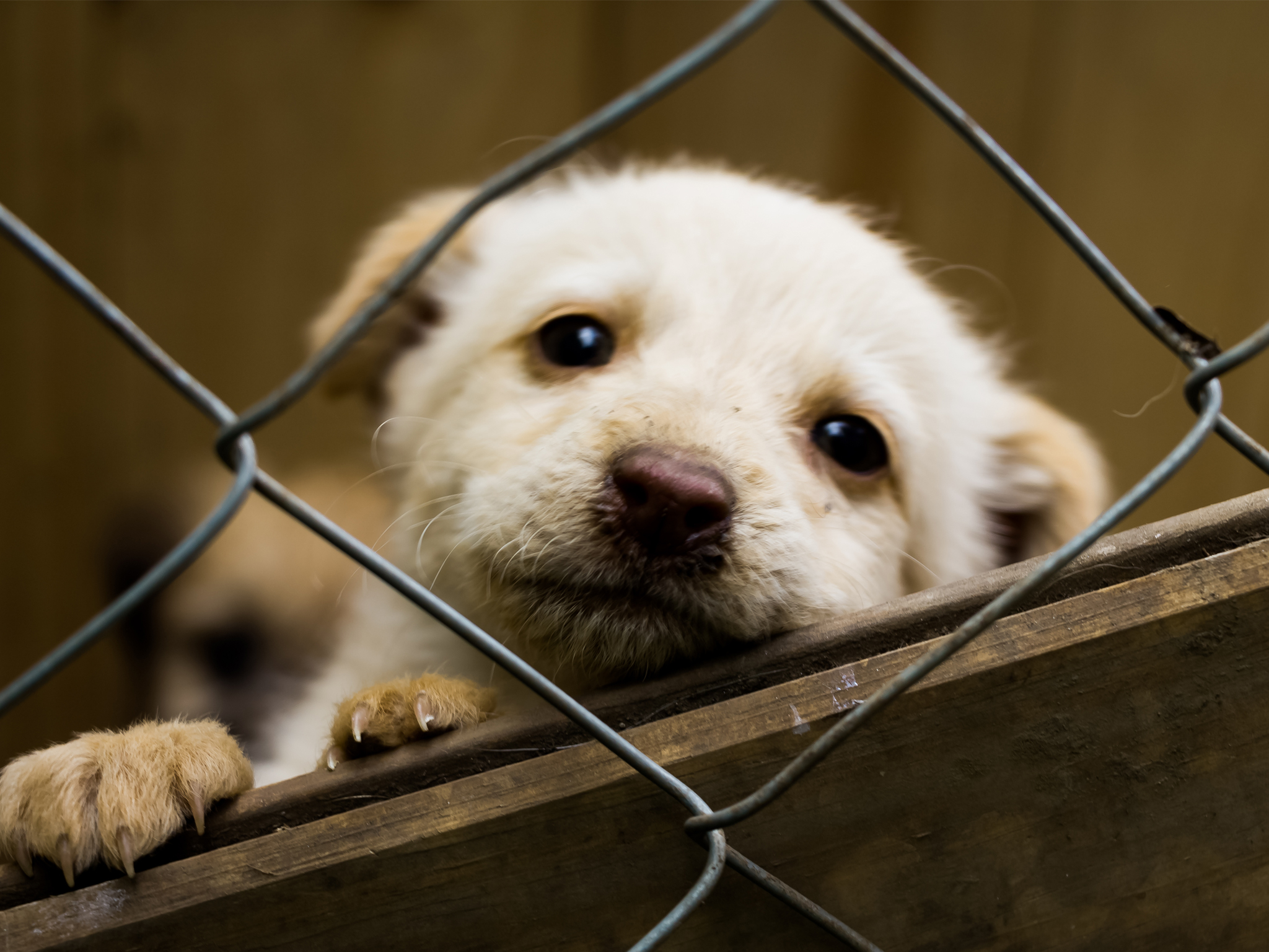 Día Mundial del Perro sin Raza: 5 razones para adoptar lomitos de raza única