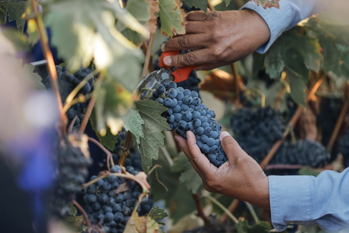 El Cielo Resort permite conectar con lo mejor del Valle de Guadalupe