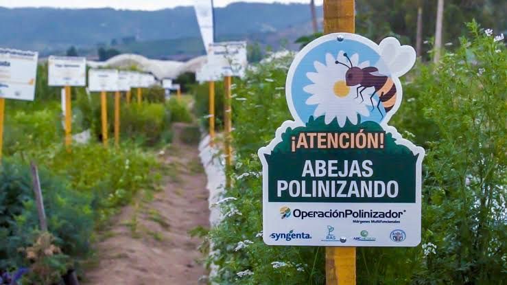 Syngenta transforma el campo mexicano con innovación regenerativa