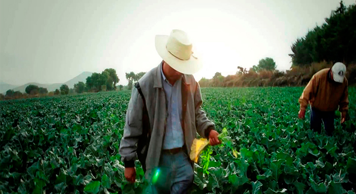 «Estamos frente a una catástrofe alimentaria»: trabajadores agrícolas afirman que Trump utilizará al maíz como arma de presión