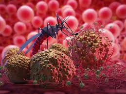 La vigilancia molecular, clave para combatir la malaria en México. El arte de disfrutar con estilo y sentido.
