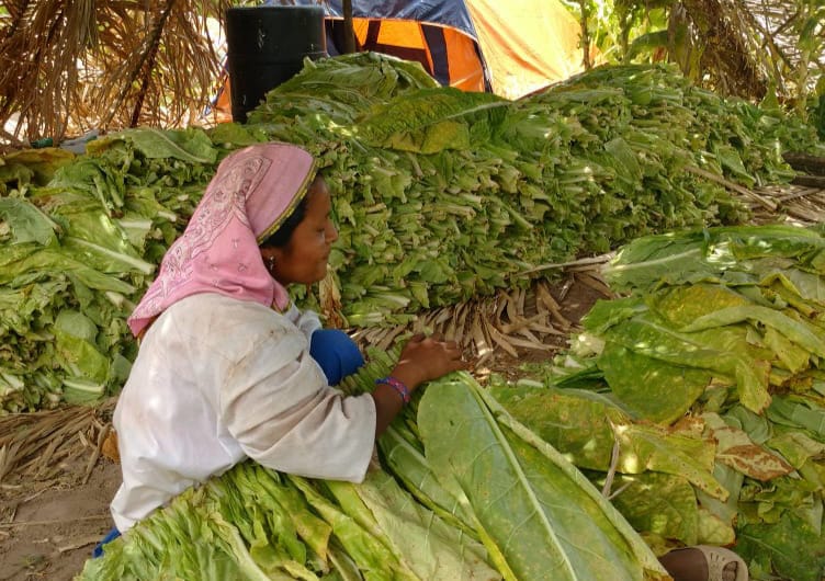 Caída de hasta 30% en cosecha de tabaco provocaría alza de impuestos a cigarros