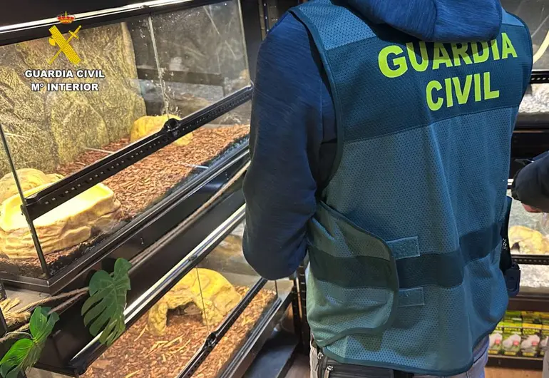 Guardia Civil de España incauta 472 animales exóticos en un “falso refugio”