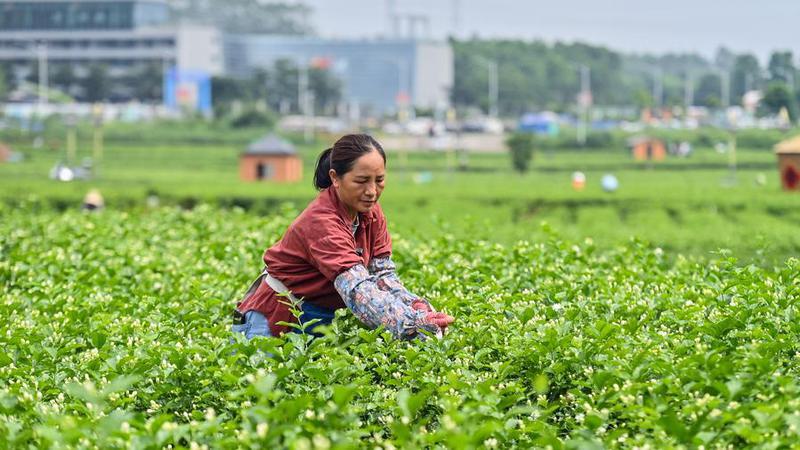 (Multimedia) China elevará valor de industria del té a 216.000 millones de dólares para 2030