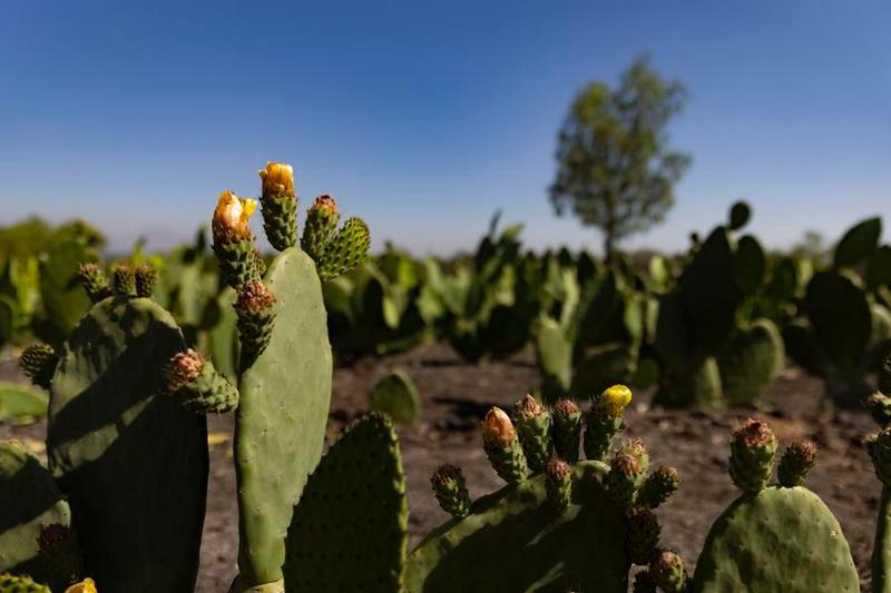 (Multimedia) Especial: El nopal se alza en México como verdadero tesoro cultural y gastronómico