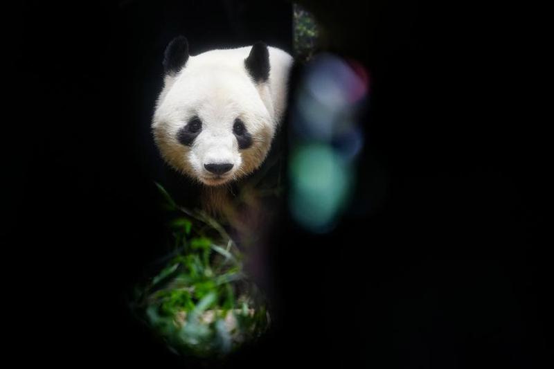 (Multimedia) Regresan a China dos últimos pandas gigantes que permanecían en Japón
