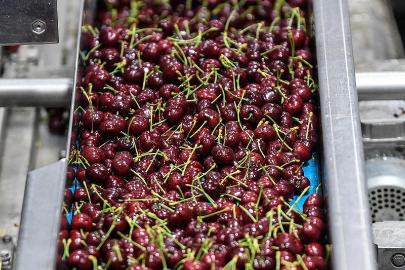 (Multimedia) Chile arranca 2026 con intercambio comercial récord impulsado por exportaciones de cobre y cerezas