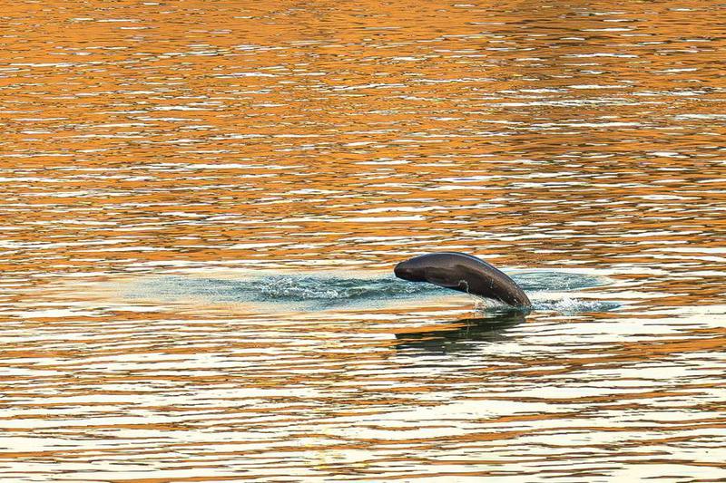 (Multimedia) Aumenta población de marsopas sin aleta en río Yangtse en China